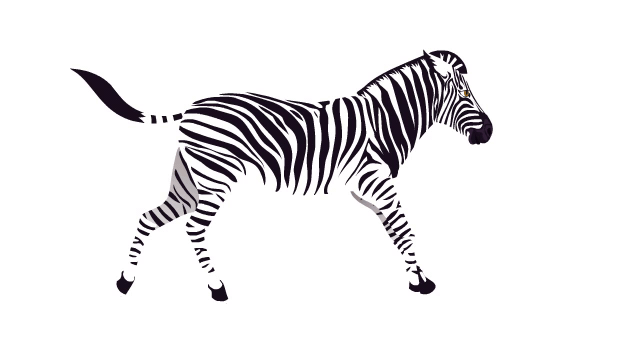 Zebra running