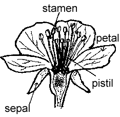 Responsive image